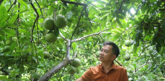Trồng cây ăn quả nhàn tênh nhờ hệ thống tưới tự động