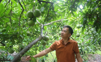 Trồng cây ăn quả nhàn tênh nhờ hệ thống tưới tự động