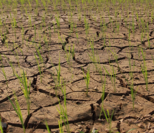 Sản xuất trồng trọt phía Nam chủ động ứng phó El Nino