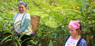 Mường La giúp dân giảm nghèo từ trồng cây dược liệu