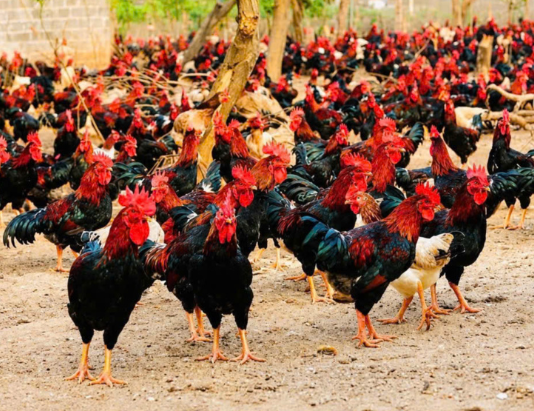 Gà đồi Ba Vì tại xã Quảng Oai khẳng định giá trị từ quy trình chăn nuôi sạch