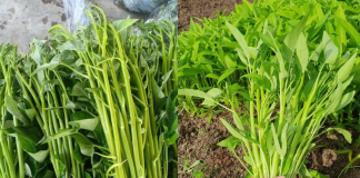 Loại rau 5.000 – 7.000 đồng/mớ ở Việt Nam, sang nước ngoài “đắt xắt ra miếng”