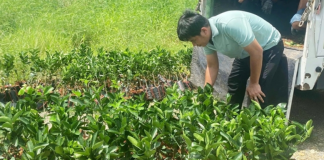 Tây Ninh: Triển khai mô hình trình diễn thâm canh cây chanh theo tiêu chuẩn GAP tại xã Thạnh Lợi