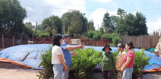 Gia Lai thúc đẩy mô hình trồng xen canh cây mắc ca trong vườn cà phê đáp ứng EUDR