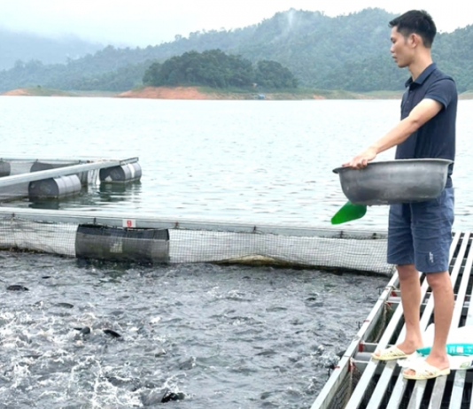 Làm giàu từ nghề nuôi cá lồng trên dòng sông Gâm
