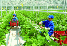 Đổi mới công tác khuyến nông theo tư duy kinh tế nông nghiệp xanh