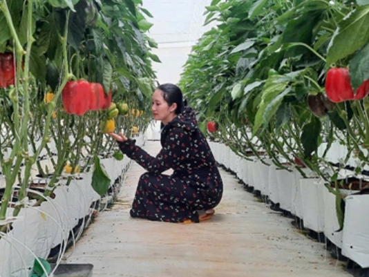 Ứng dụng công nghệ cao trồng ớt chuông trong nhà màng