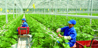 Đổi mới công tác khuyến nông theo tư duy kinh tế nông nghiệp xanh