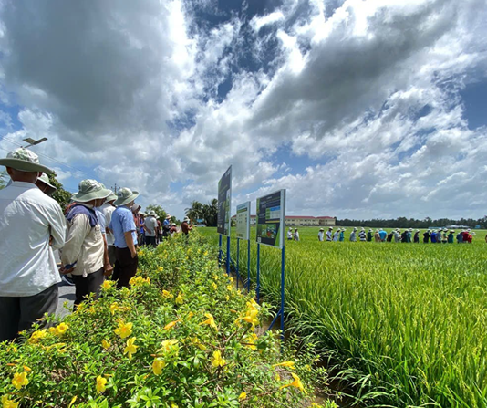 Cần Thơ: Hội thảo đầu bờ mô hình canh tác lúa thông minh, phát thải thấp