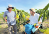 Người nông dân “tàn nhưng không phế” với thanh long chuẩn GlobalGAP