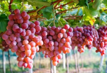 Bêlarút phát triển giống nho có hương vị giống dâu tây