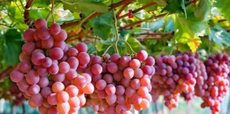Bêlarút phát triển giống nho có hương vị giống dâu tây