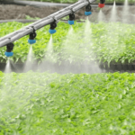 Trồng rau nhà lưới kết hợp tưới phun sương, tiết kiệm 70% chi phí sản xuất