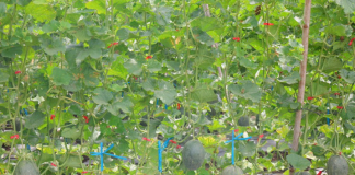 Tổ hội trồng dưa lưới thay đổi diện mạo đất Đồng Sơn (Quảng Ngãi)