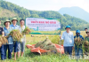 Giống nếp Cay Nọi đạt năng suất 56-58 tạ/ha