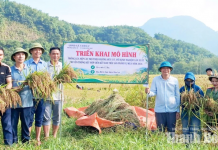 Giống nếp Cay Nọi đạt năng suất 56-58 tạ/ha