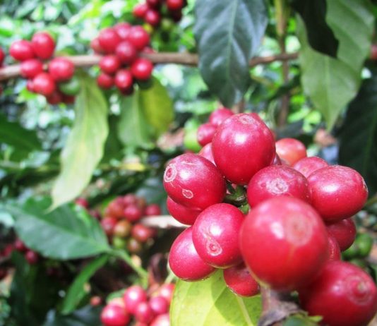 Sơn La chuẩn hóa vùng cà phê, mở rộng cơ hội xuất khẩu sang EU